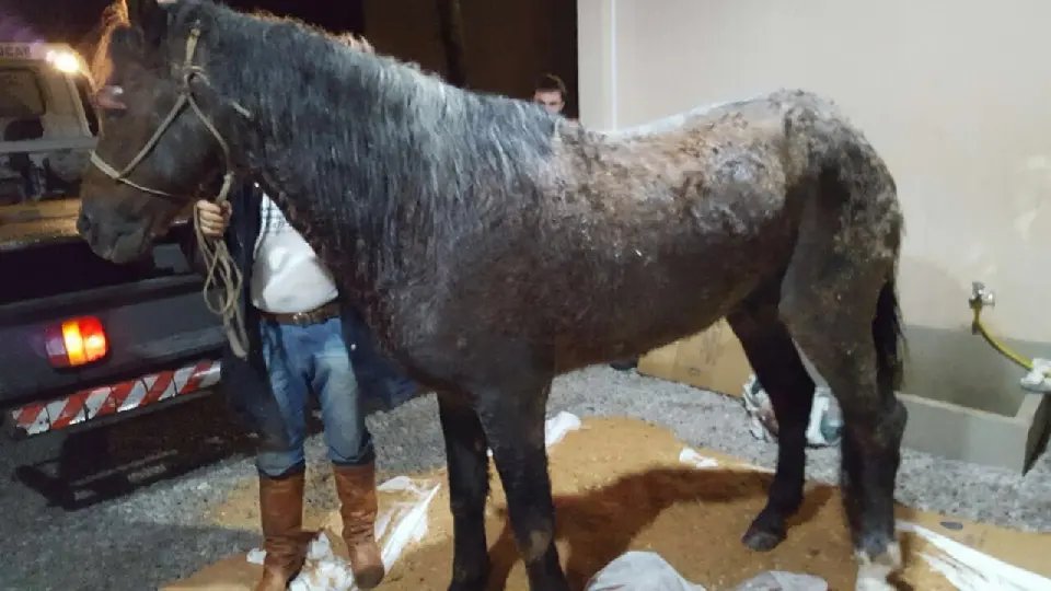 Cavalo fica preso na ponte do Maluche