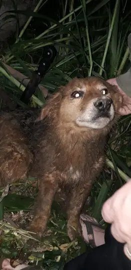 (V&iacute;deo) Cachorro soterrado &eacute; resgatado pelo Corpo de Bombeiros, em Gaspar