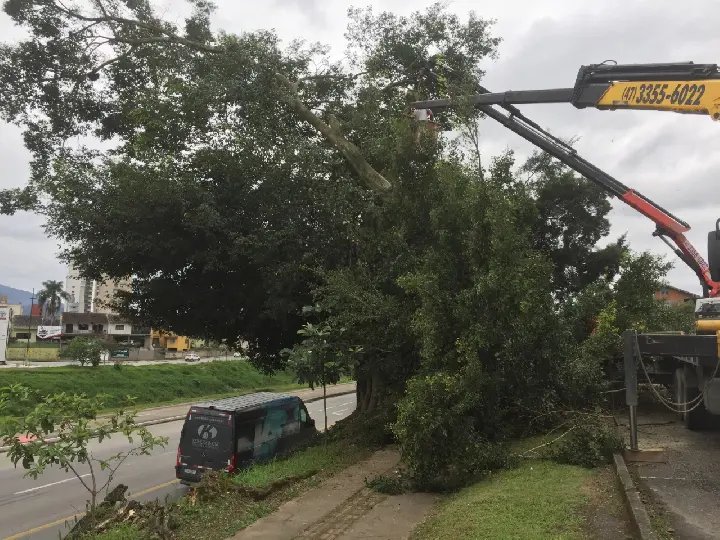 Prefeitura derruba &aacute;rvores pr&oacute;ximo da rodovi&aacute;ria, na beira rio