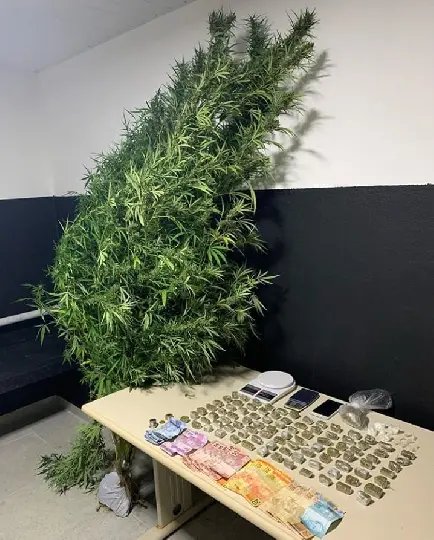 Pol&iacute;cia Militar apreende p&eacute; de maconha de dois metros de altura e diversos tipos de drogas