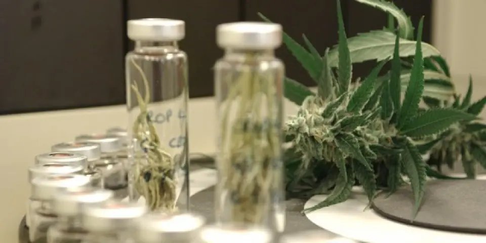 Anvisa libera medicamentos com canabidiol