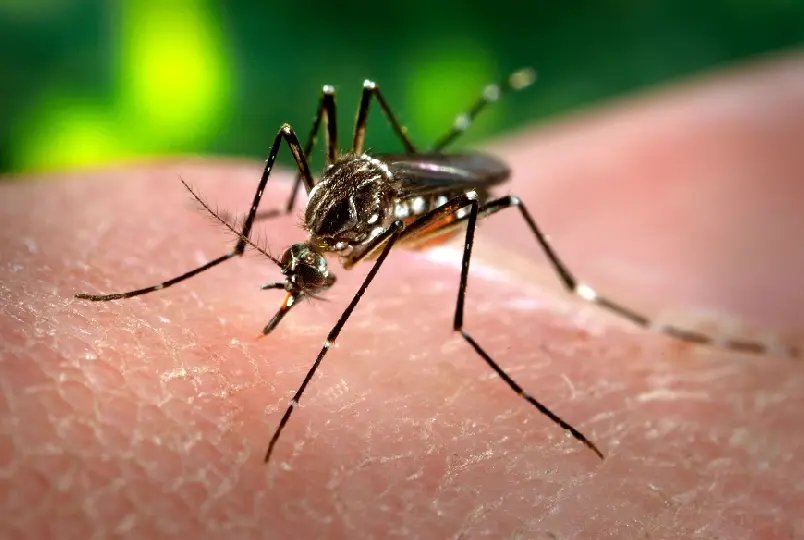 Dengue: focos neste ano de 2021 chegam a 1.425