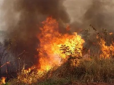 Incêndio destroi mata em Nova Trento