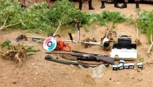 Pés de maconha e arma encontrados em residência