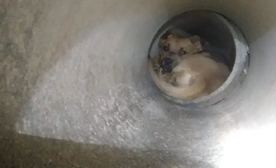 V&iacute;deo: Bombeiros resgatam c&atilde;o preso em tubula&ccedil;&atilde;o