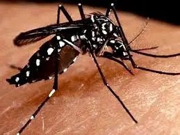 Nova Trento reforça combate à dengue
