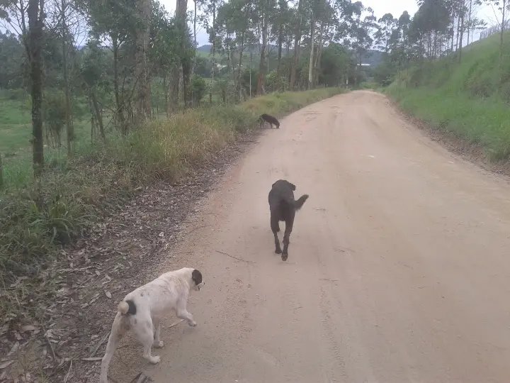 Internauta envia fotos de animais abandonados