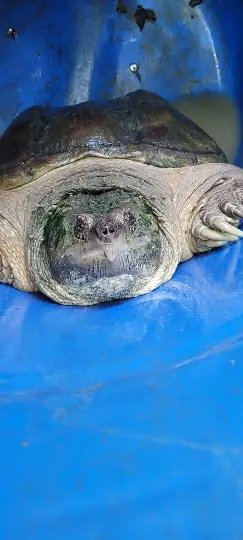 Zoobot&acirc;nico de Brusque: Conhe&ccedil;a esp&eacute;cies pr&eacute;-hist&oacute;ricas do parque