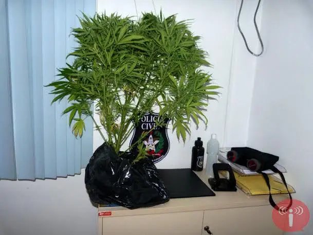 Uruguai deve aprovar hoje Lei da Maconha