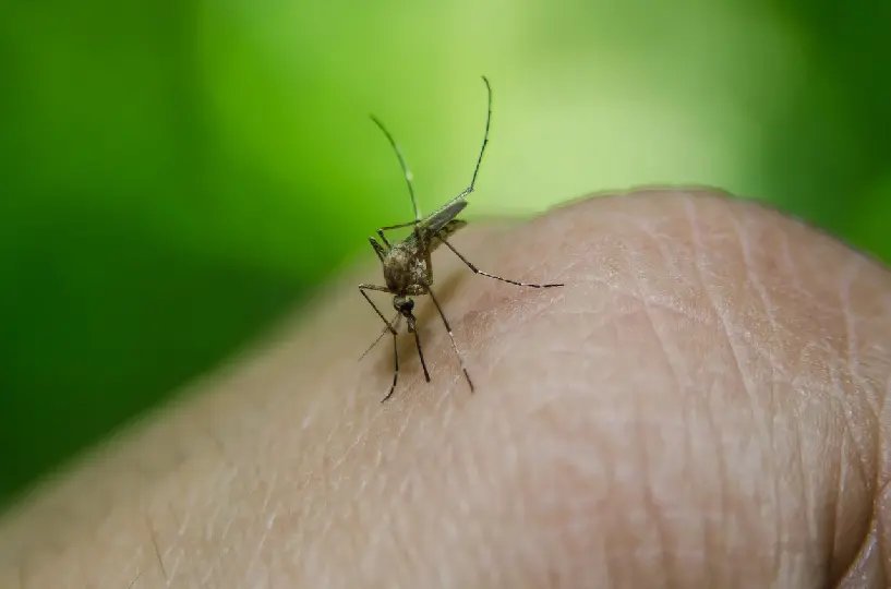 Casos de febre amarela alertam para o desmatamento; SC já investe em prevenção