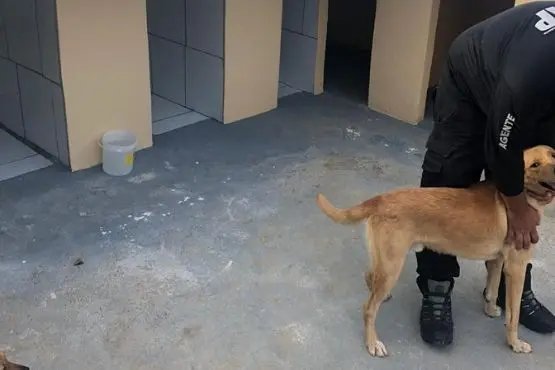Penitenci&aacute;ria de Itaja&iacute; passa a utilizar t&eacute;cnica com c&atilde;es na ressocializa&ccedil;&atilde;o de presos