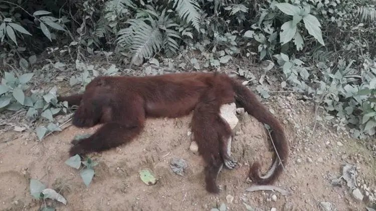 64 macacos morreram em SC s&oacute; este ano com suspeita da doen&ccedil;a