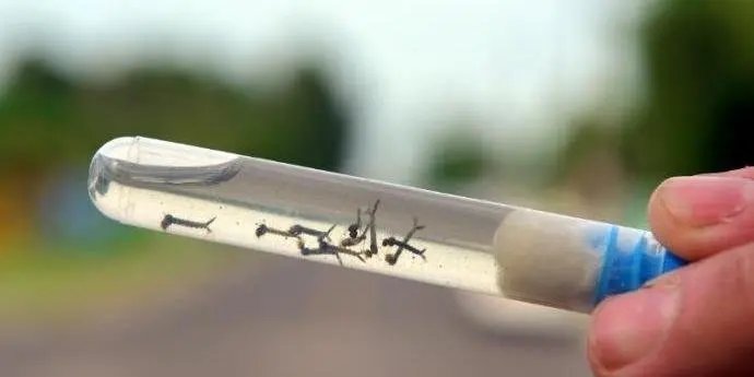 Saiba em quais bairros h&aacute; mais casos de dengue em Brusque