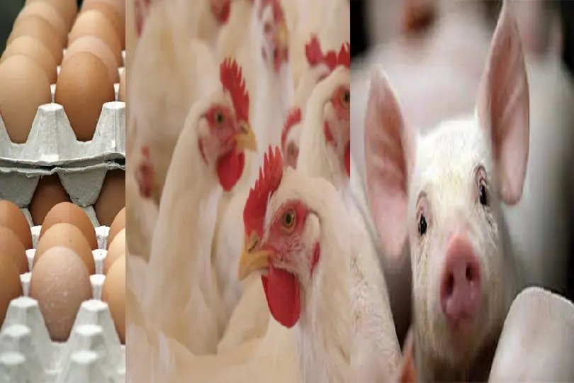 Ovo, frango e porco devem ficar 50% mais caros
