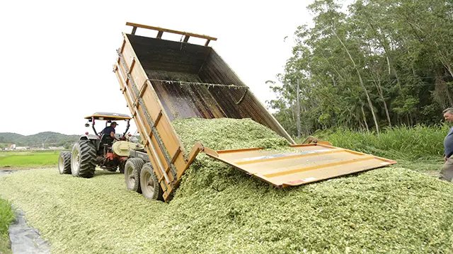Guabiruba tem a melhor safra de milho em cinco anos