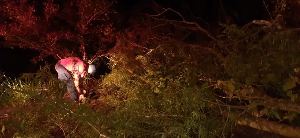 Queda de &aacute;rvore interrompe tr&aacute;fego no Maluche