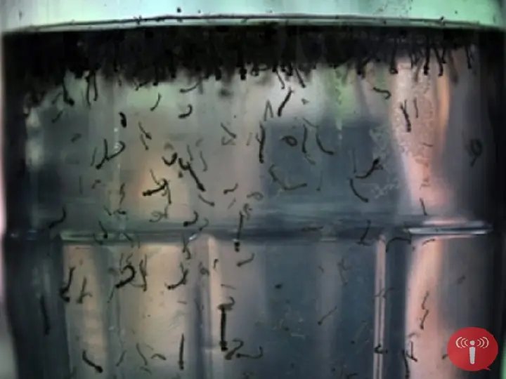 Municípios terão recursos para combate à dengue