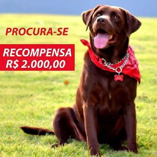 Família localiza cachorra desaparecida