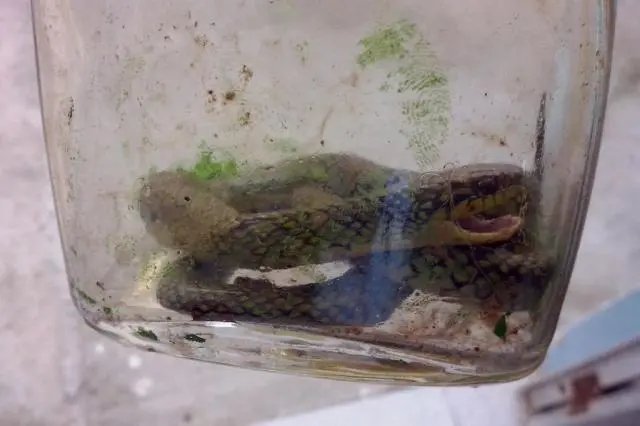 Criança mata cobra com mordida