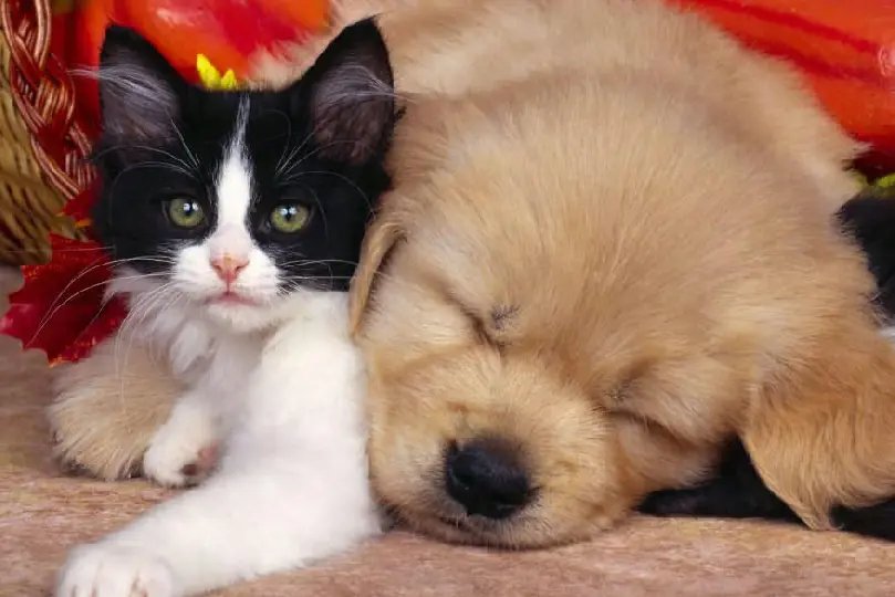 Feira de animais da Acapra