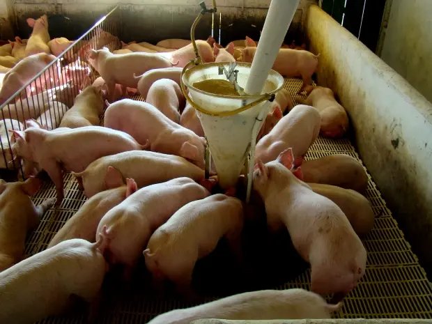 Estado tenta reverter embargo russo à carne catarinense