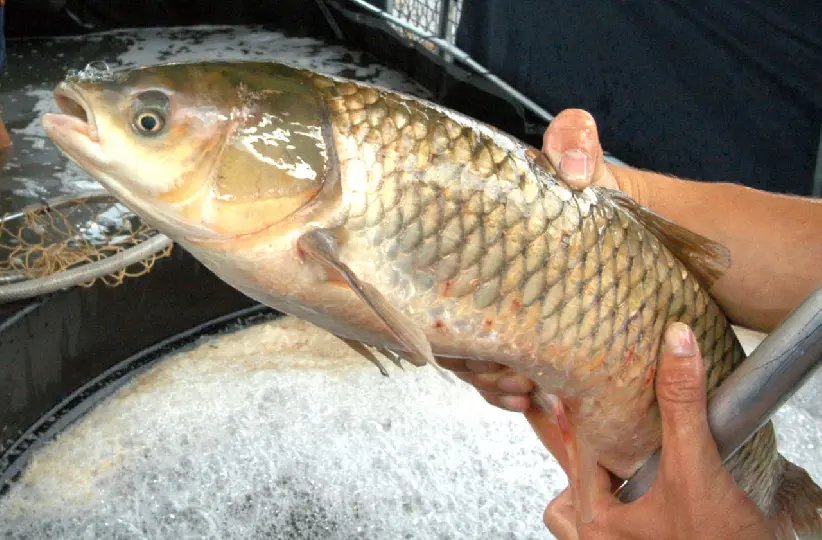 Gaspar realiza Feira do Peixe Vivo