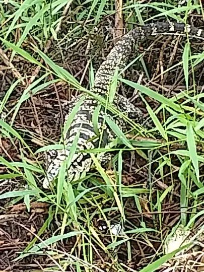 Bombeiros capturam lagarto em resid&ecirc;ncia 