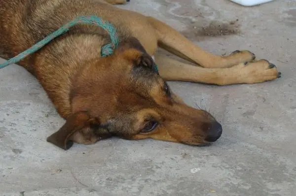 Homem estaria estuprando animais em sua casa