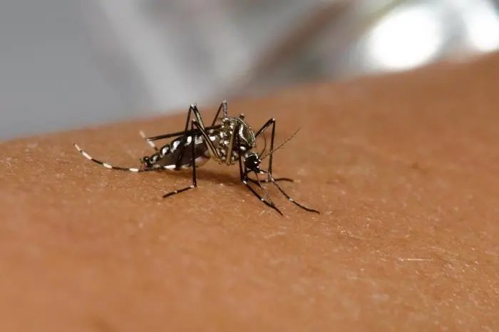 Prefeitura atualiza situa&ccedil;&atilde;o de casos de dengue em Brusque
