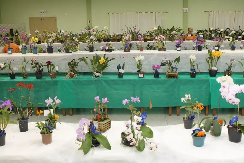 Município recebe 13ª Exposição de Orquídeas