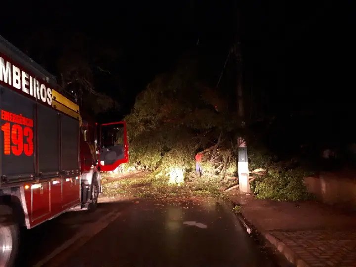 Queda de árvore tranca rua durante a madrugada