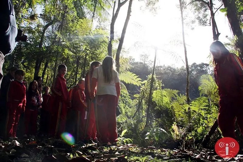 Um pedaço da Mata Atlântica em Brusque