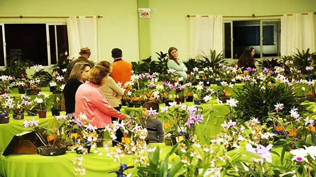 Exposição de Orquídeas em Guabiruba