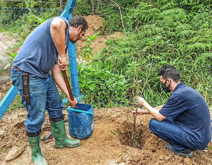Cogemas Brusque realiza planta&ccedil;&atilde;o de Ip&ecirc; e Pau Brasil no Limeira