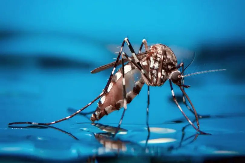Vigil&acirc;ncia orienta sobre dengue em Guabiruba