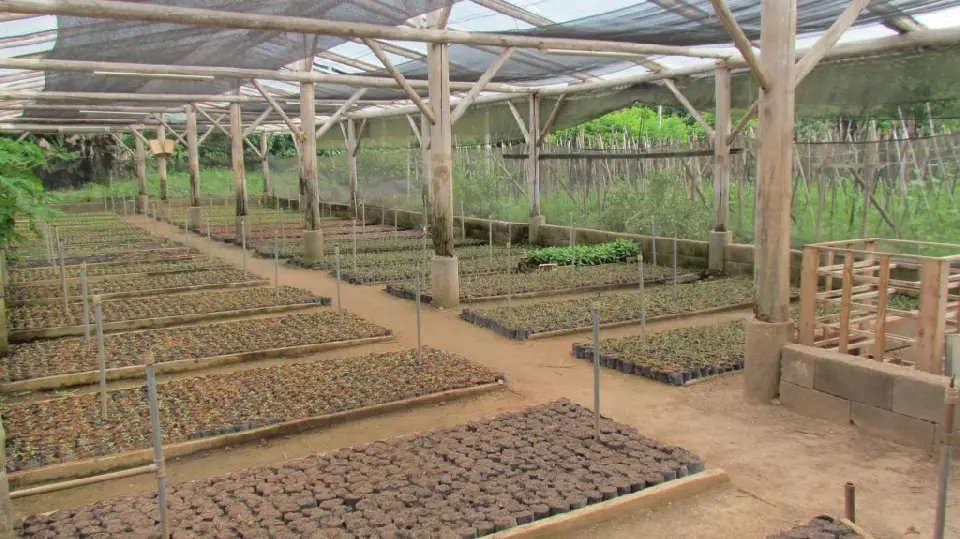 Mudas frutíferas mais baratas até 10 de julho