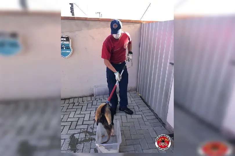  Bombeiros auxiliam na captura de Tamandu&aacute; Mirim