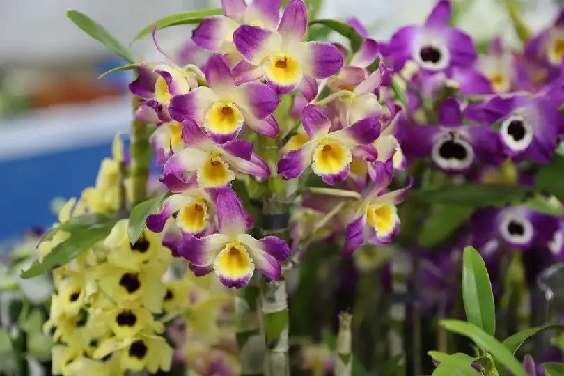 Exposi&ccedil;&atilde;o de Orqu&iacute;deas e Plantas Ornamentais recebeu 5 mil pessoas