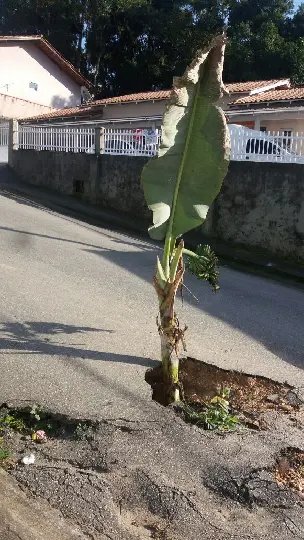 Moradores plantam bananeira em buraco