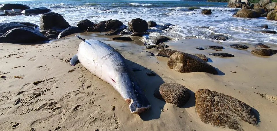 Golfinho com cauda cortada &eacute; encontrado morto em Porto Belo