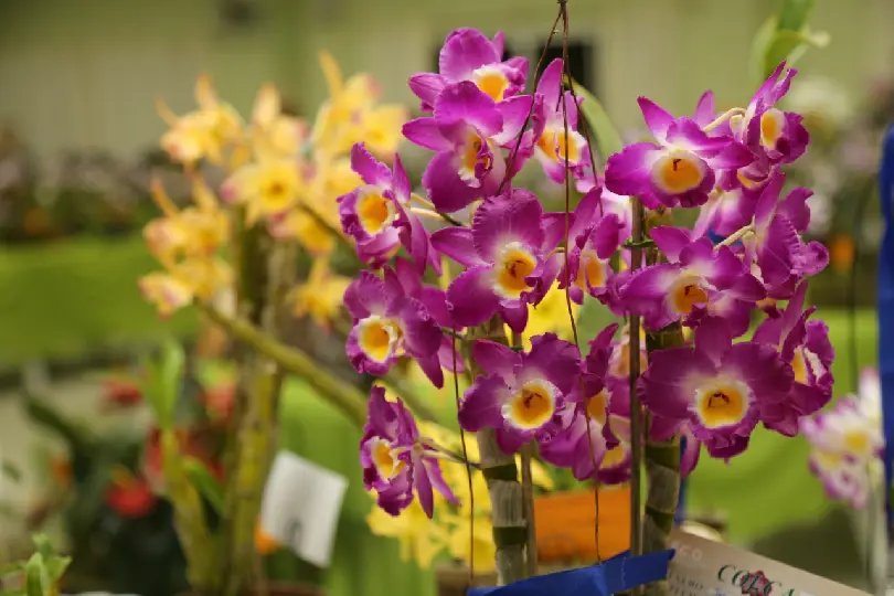18&ordm; Exposi&ccedil;&atilde;o de Orqu&iacute;deas acontece de 16 a 18 de setembro 
