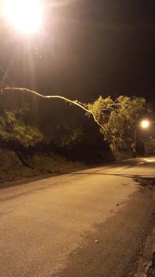 &Aacute;rvore fica suspensa pela fia&ccedil;&atilde;o na Rua Vicente Scharf