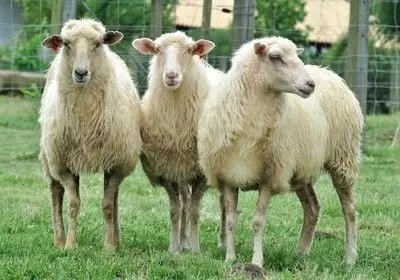 Bandidos sacrificam ovelhas e furtam carne