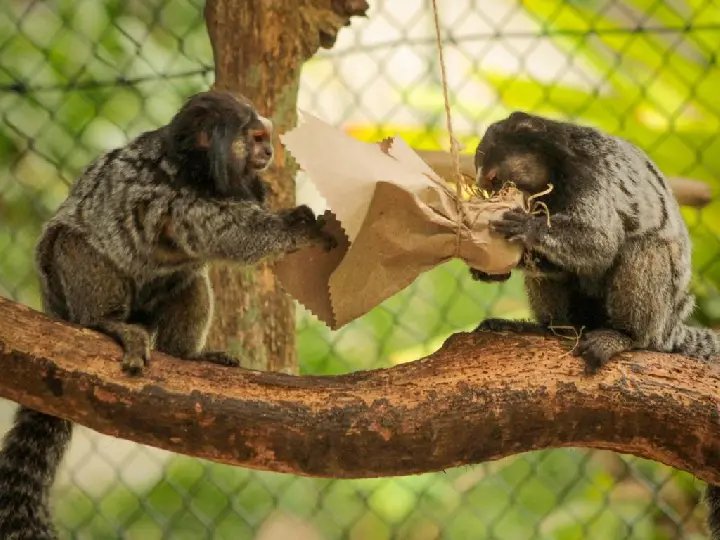 Cinco primatas morrem no Zoobot&acirc;nico de Brusque