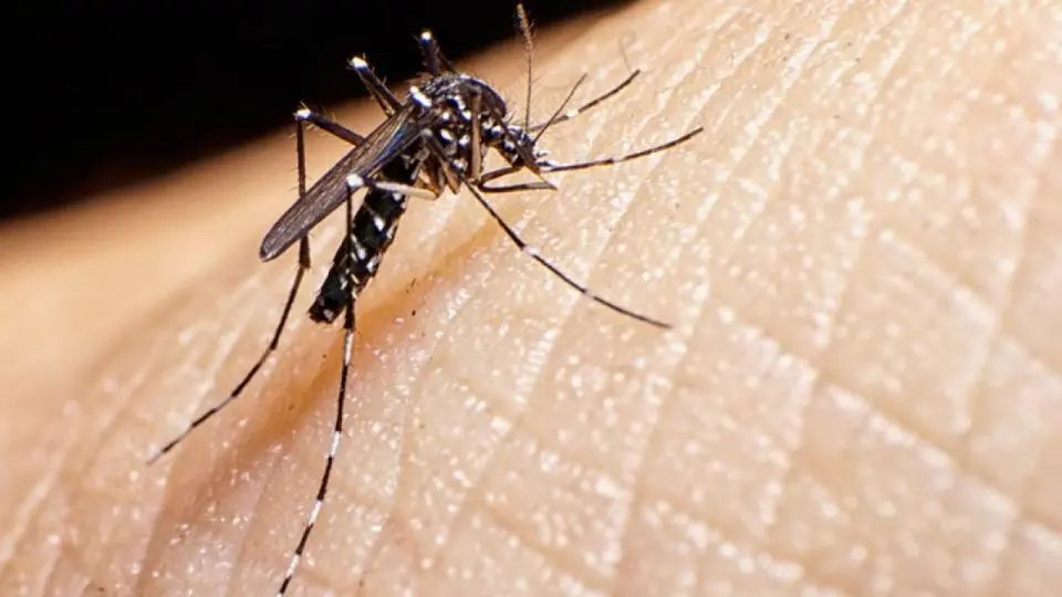 Confira o boletim epidemiol&oacute;gico da dengue, em Brusque