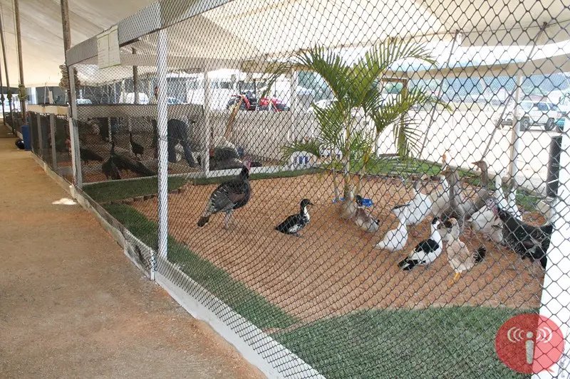 1ª Festa da Integração começa nesta sexta-feira