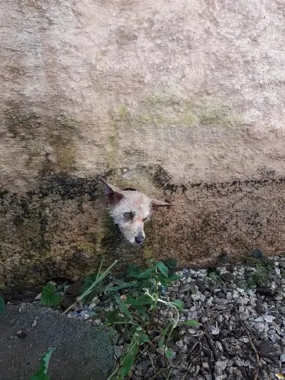 Bombeiros resgatam cachorro preso em muro de uma resid&ecirc;ncia 