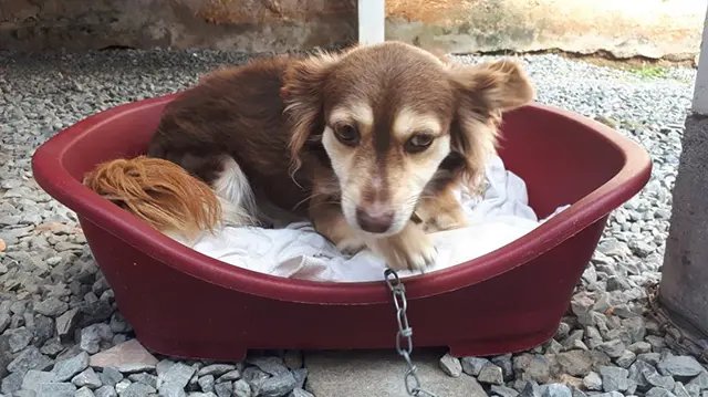 N&uacute;cleo de Agropecu&aacute;rias realiza 1&ordf; C&atilde;ominhada Social