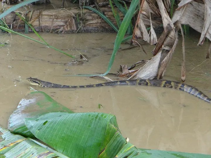Alerta para cuidado com animais peçonhentos na água