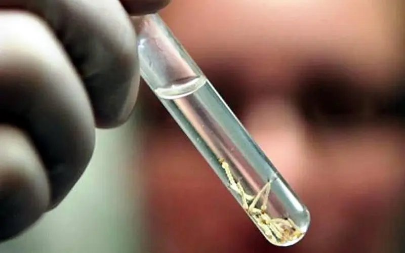 Guabiruba confirma primeiro caso de dengue